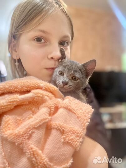 Котенок девочка в добрые руки