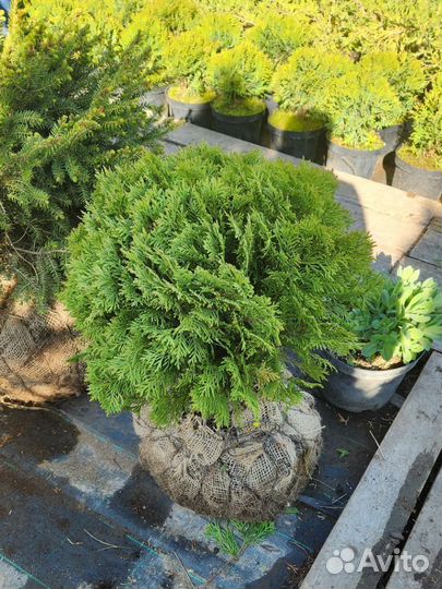 Туя шаровидная Даника, глобоза, вудварди