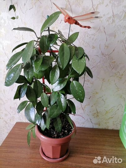 Комнатные цветы