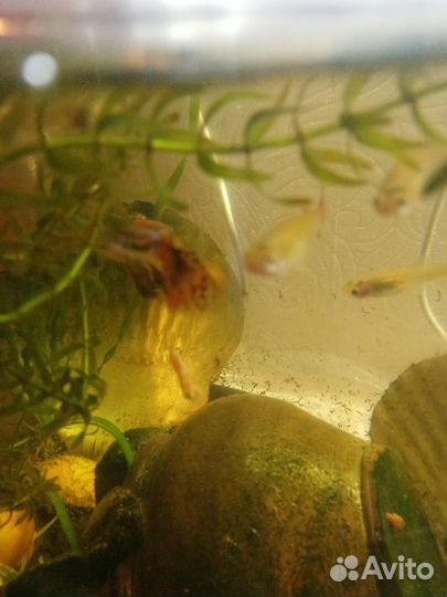 Гуппи парой