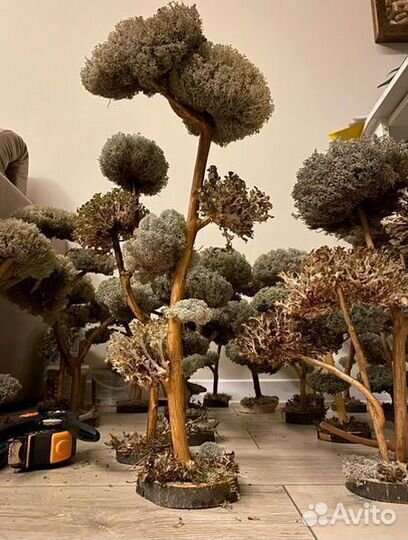 Дерево бонсай