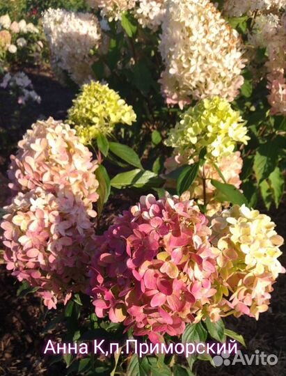 Метельчатые гортензии (пос. Приморский)
