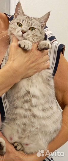 Кошка в дар