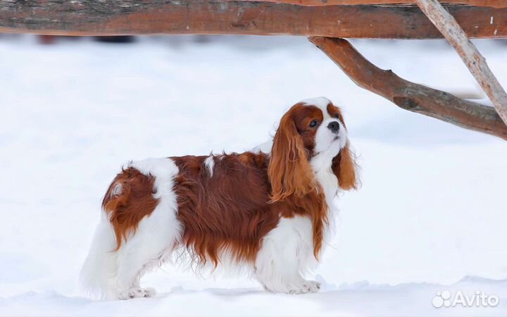 Кавалер Кинг Чарльз спаниель вязка