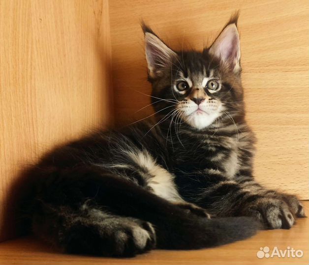 Котята Мейн Кун