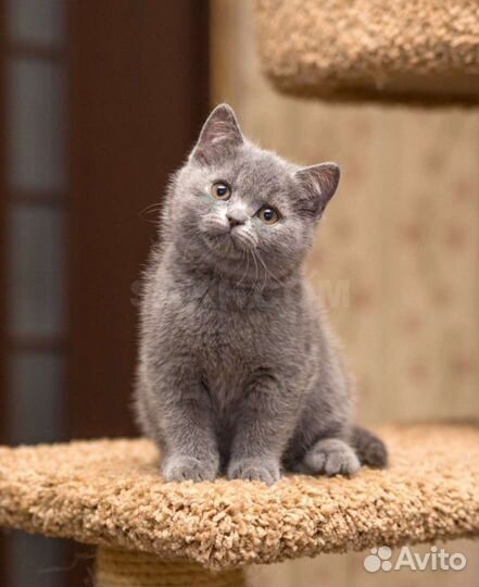 Британская длинношерстная кошка