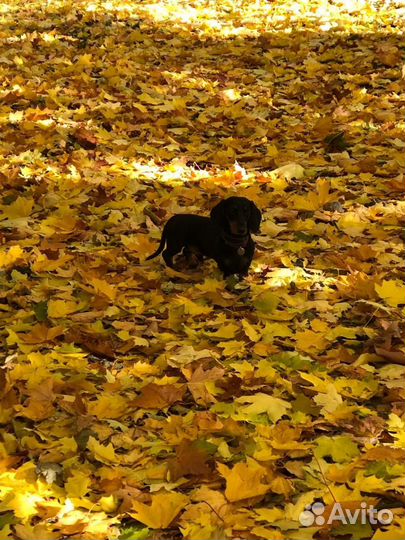 Кроличья такса вязка