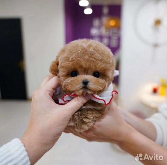 Мальтипу Микро Тедди из Кореи уже в Москве