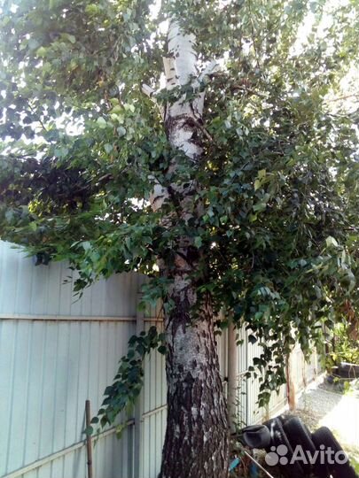 Деревья на дрова