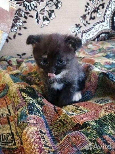 Кошечки в добрые руки