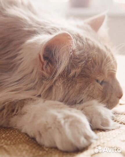 Кот в добрые руки ищет дом кот с тяжелой судьбой