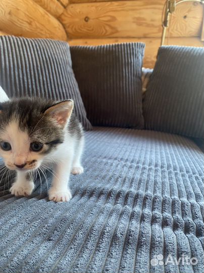 Котенка в добрые руки