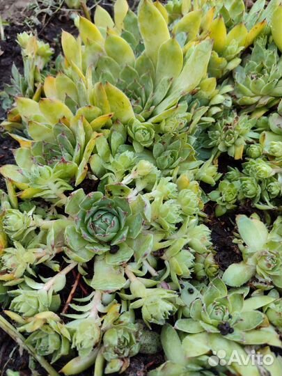 Фикус бенджамина, молодило