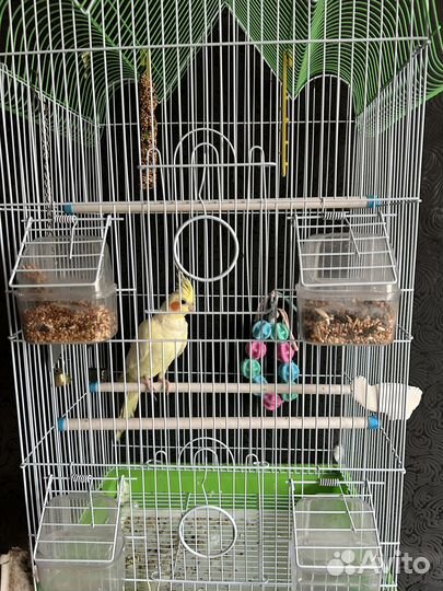 Продам кореллу