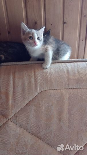 Котята