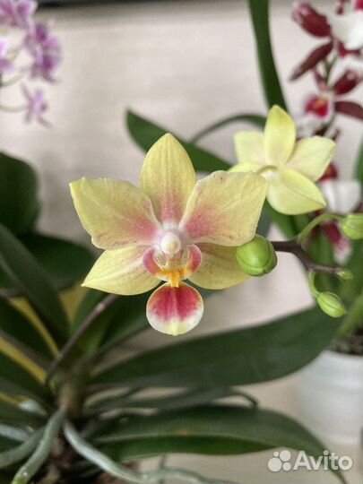 Орхидея фаленопсис