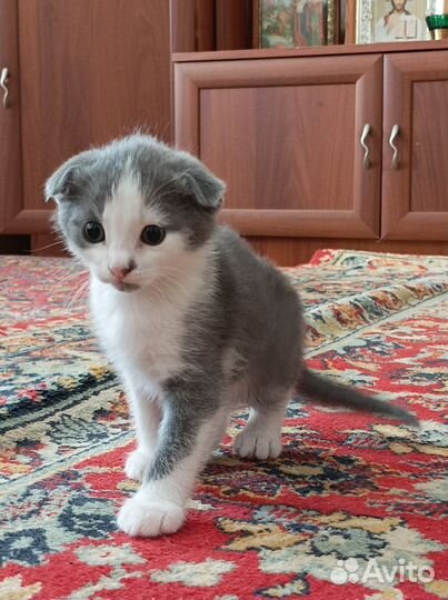 Котята в добрые руки бесплатно