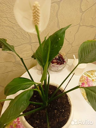 Спатифиллум