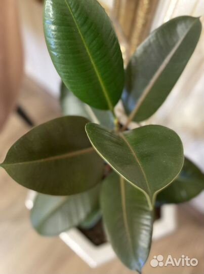 Фикус в керамическом вазоне