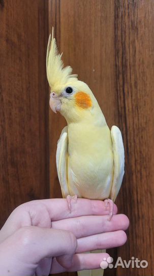 Продам полностью ручных птенцов кореллы