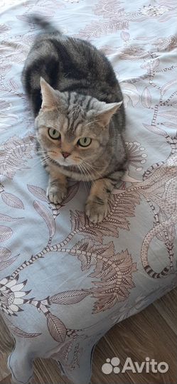 Кот Сильвестор