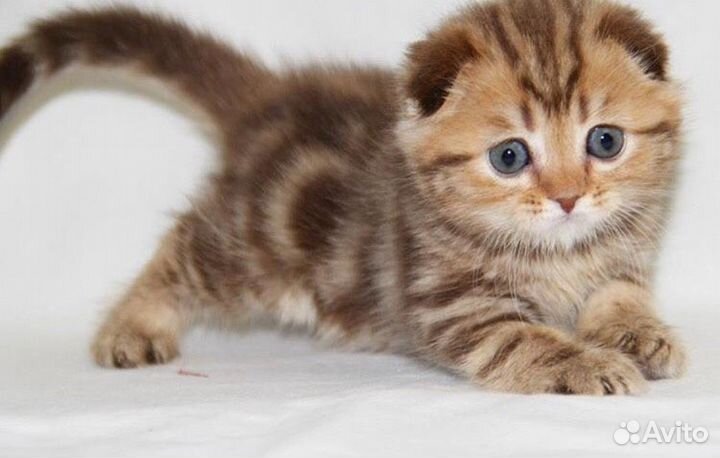 Шотландские котята шоколадный мрамор