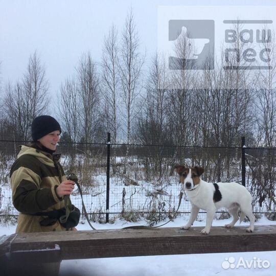 Дрессировка собак, гостиница