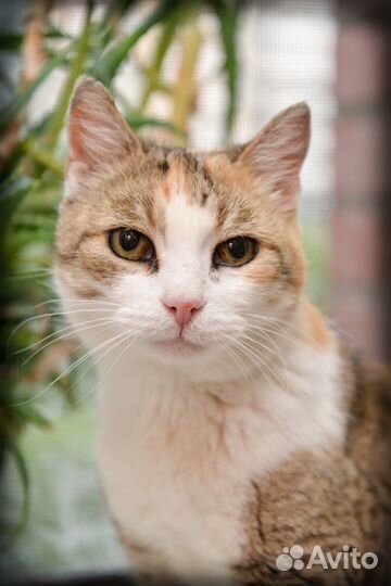 Молоденькая кошка, просто обожает людей