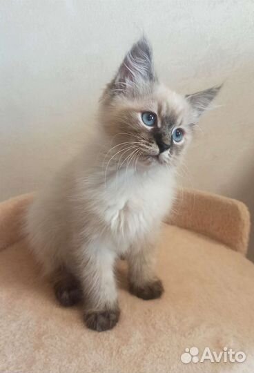 Невские маскарадные котята