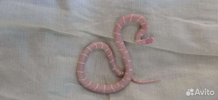 Королевская змея