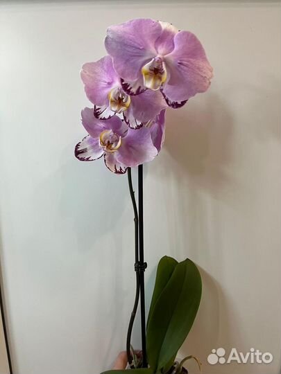 Орхидея бабочка