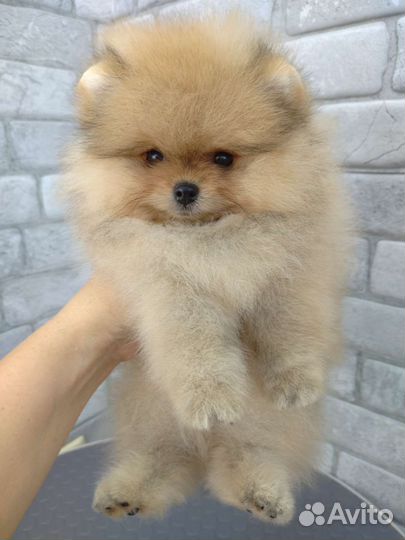 Шпиц мальчики