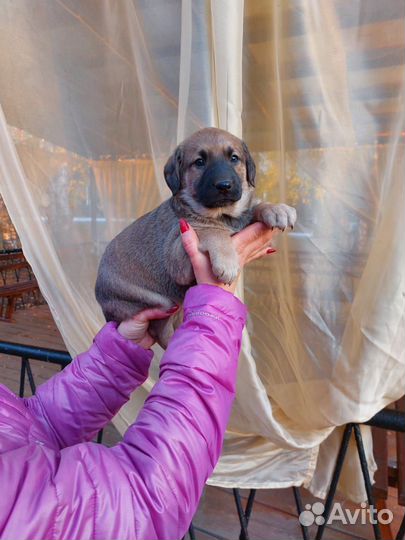 В добрые руки мальчик