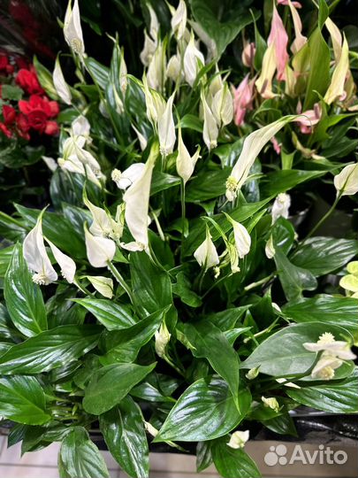 Спатифиллум шопен д9