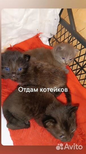 Милый Котенок