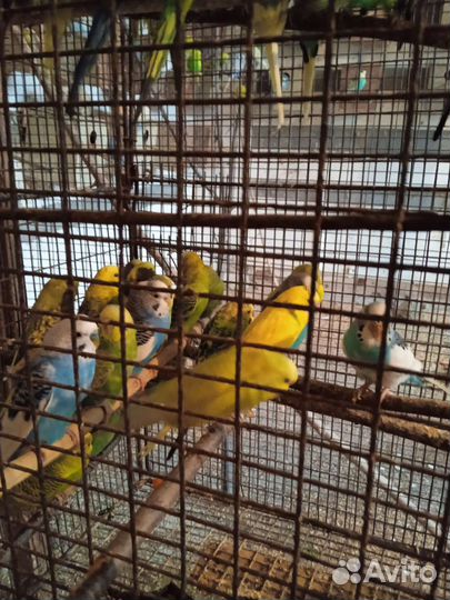 Волнистый попугай