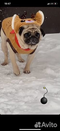 Новогодний Костюм для собаки