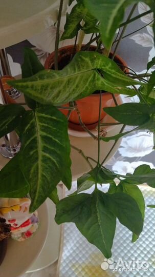 Сингониум, Орхидея