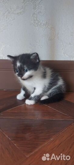 Британский котик
