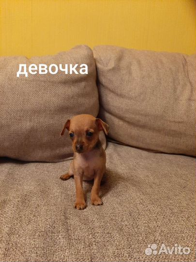 Мини той-терьер щенки
