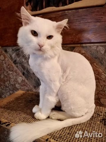 Белый котик с тяжелой судьбой в добрые руки объявление продам