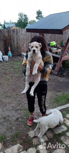 Щенки алабая