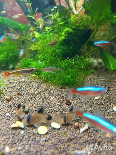 Аквариумные рыбки и растения