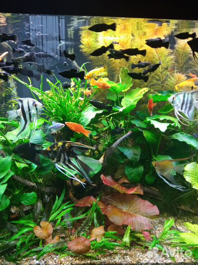Продам аквариумных рыбок опт и розница