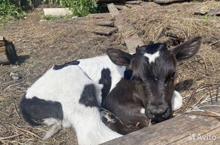 Бычки телята телочки