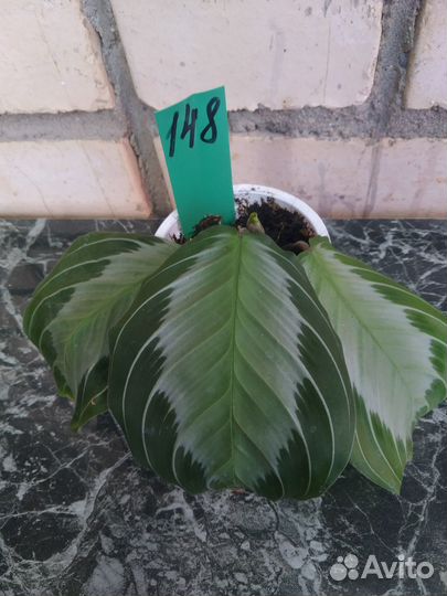 Маранты 6 сортов