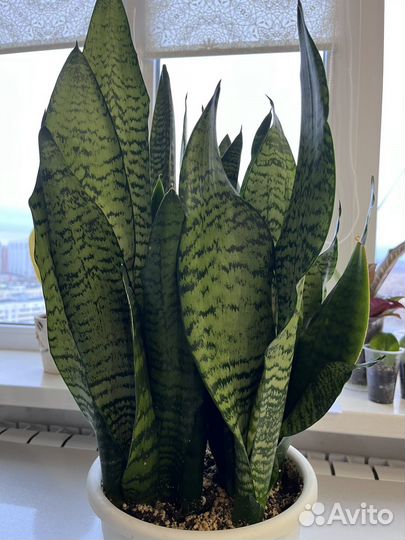 Сансевиерия