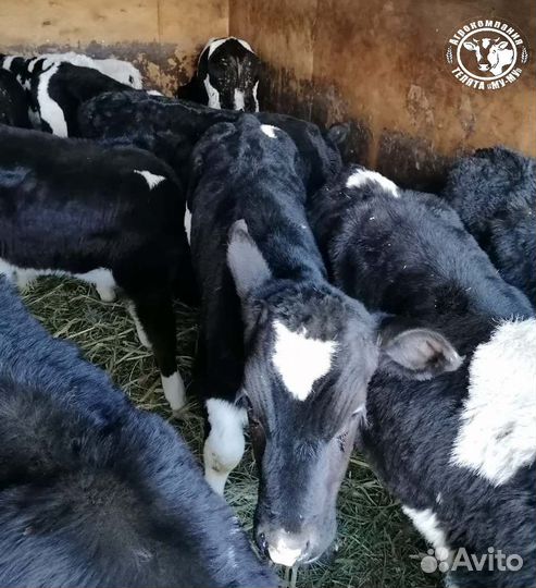 Телята бычки