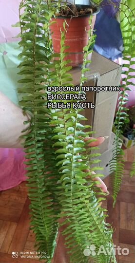 Папоротник нефролепис биссерата