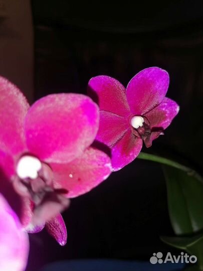 Орхидея фаленопсис Taisuco Micky Тайсуко Микки
